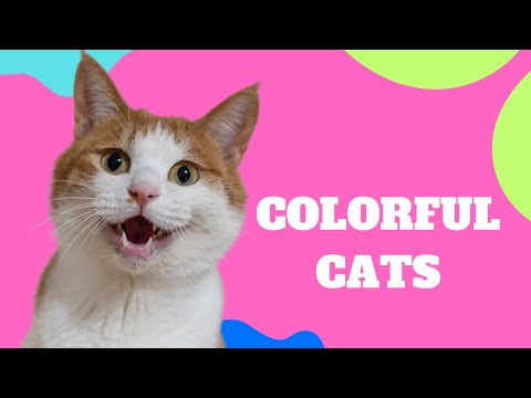 Colorful Cats Song! | Fun Learning Song for Kids | Learn Colors with Cute Kittens
