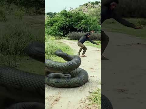 Giant Anaconda vs. T-Rex: Who Wins? PART 2 #jurassicworldtrex #nagin #jurassicparkmovie