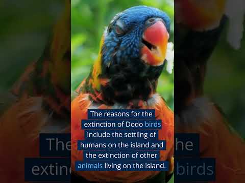 Dodo birds