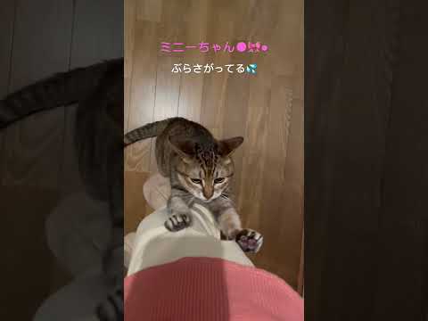 ひっかかって｡°(° ˆᴗˆ °)°｡ #cat #猫のいる暮らし #ねこ部 #保護猫 #ねこ #ネコ #猫好きさんと繋がりたい #猫のいる生活