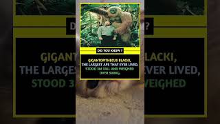 Ancient giant of the jungle — Gigantopithecus blacki. #shorts #facts