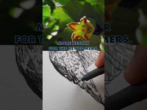 What Humming birds sacrificed for flowers! #drawing #art #sketch