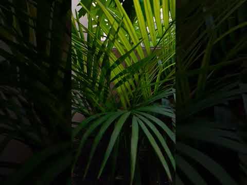 #monsoon #rain