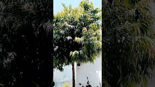 ghr me Ashok ka ped 🙏🙏🙏🙏🙏#shortvideos #viralsong