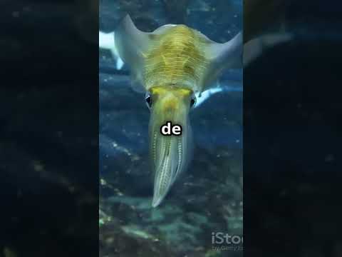 ¿QUIÉN GANARÍA? Calamar Gigante vs Anomalocaris #batallaépica #animales #naturaleza