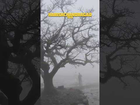♥️ HARISHCHANDRA TREK 🌱#nature#harishchandragad#india#viral#trekking#shorts#shortvideo#friends#trek