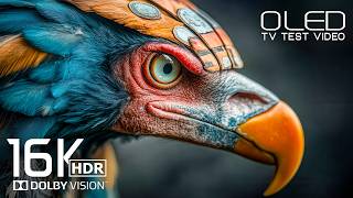 16K Video ULTRA HD OLED Display test | Breathtaking Dolby Vision HDR for 8K Video/4K Video TV