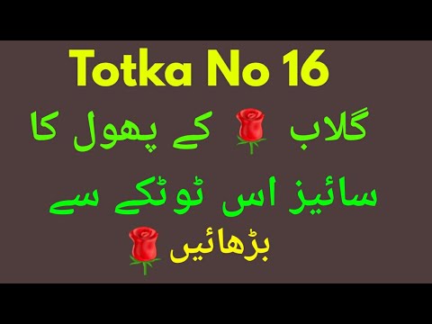Totka No 16-Gulab Ke Phool Ke Size Ko Barhane Ka Totka