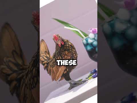 The Stunning Sebright: A Look At These Beautiful Chickens!  #sebright #sebrightchicken