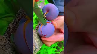 #fruit #food #vegetables #cooking #fruitcutting #youtuberberkelas #shorts