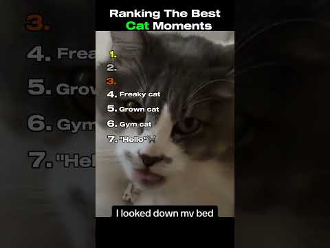 Ranking The Best Cat Moments🤣