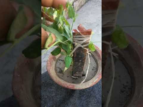 matar ka ped  #shortvideo