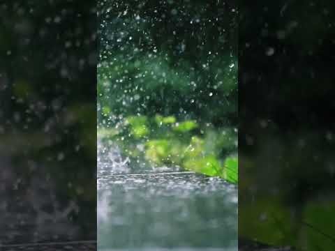 മഴയായ്.......... 🎼💗🎶🌧️🌿