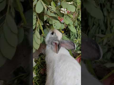 Rabbit Eating Leaf 🌿 Lovely Rabbits ❤️ iLoveRabbits 🌽 Fresh Leaves #OurRabbitHoneyBunney #Shorts
