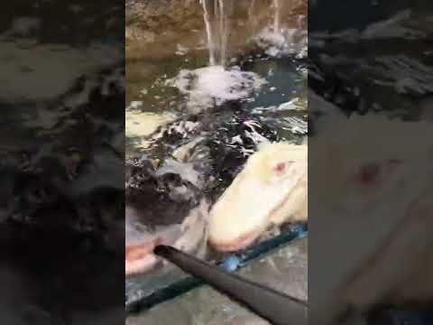 Feeding Albino & Melanistic Alligators! *CRAZY* #shorts #animals