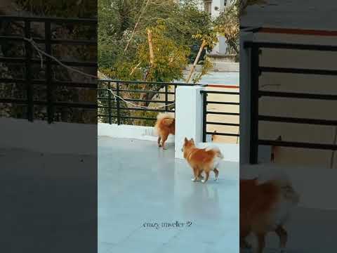 my new home vlog #vlog #shortvideo #trending #dog #subscribe #blog #breakfast #sleep #cooking