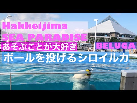 【Hakkeijima sea paradise】シロイルカがボールで遊ぶので最高記録を数えてみた。 Yokohama/JAPAN BELUGA whale