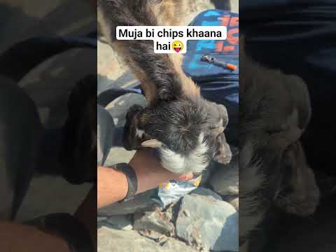 Muja bi chips khaana hai😜 #comedyvideo #comedyshorts #mountainview #goateatingchips