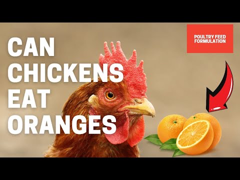 Can Chickens Eat Oranges?