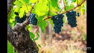 Terreno agricolo, Via Castel Firmiano, Frangarto-Appiano s.s.d.v