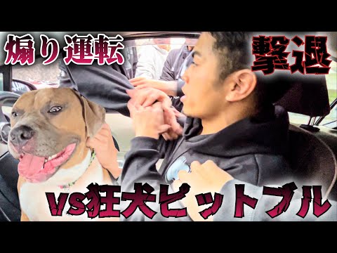 狂犬ピットブルが煽り運転を返り討ちにしたwww