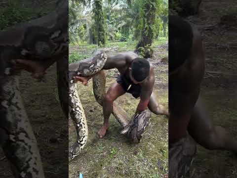 Best Caption Wins 🐍 A battle for the throne in the jungle never comes easy 👑 Bagheera vs Kaa 🔥 #priy