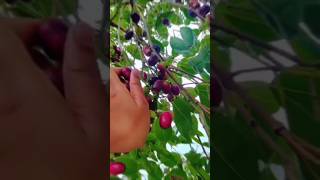 itne sare jamun ped me 🤔#indian #fruit #blackberry#trending