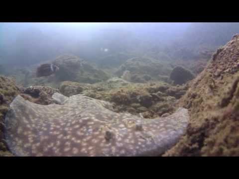 UNAWATUNA DIVING CENTRE, eng, PADI Resort S-36133,