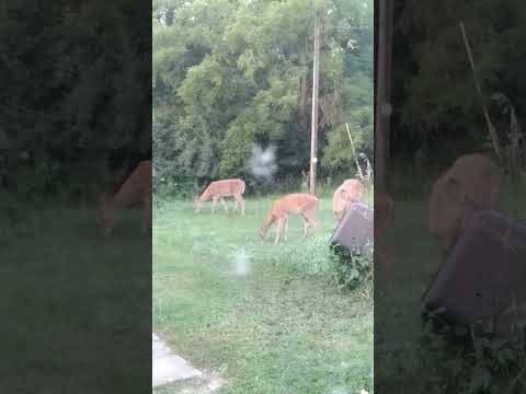 average morning,  county life deers