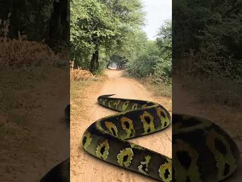 Big anaconda chase 4. #short #anacondasnake #bigsnake #snakevideo #snake @vikku film