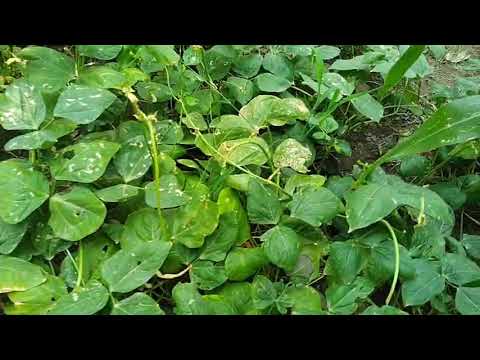 , hay doston yah dekhiae Budha ka kheti hai