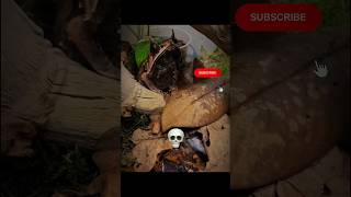 Others Camouflage vs Last One 💀 #camouflage #waitforend #shorts