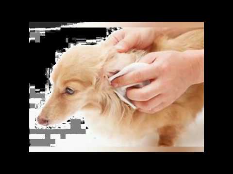 How to care for Dogs (Step by Step)