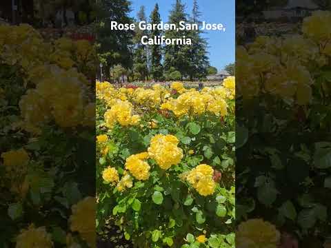 Rose Garden, San Jose, California 😍 l റോസാപൂ ഗാർഡൻ #malayalam #kerala #usamalayali  #california
