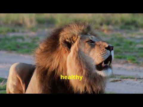 Facts about lions