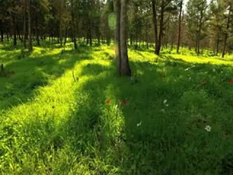 Spring Green.mov