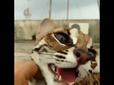 Cute billi