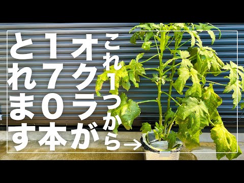 【採れすぎ注意】オクラをミニバケツで水耕栽培したら170本収穫出来ました！最強の省スペース栽培の全貌を徹底解説