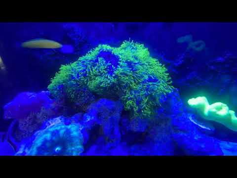 Green Star Polyps Blooming in Time-Lapse Video.