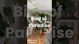 indoor stylish large-leafed plants