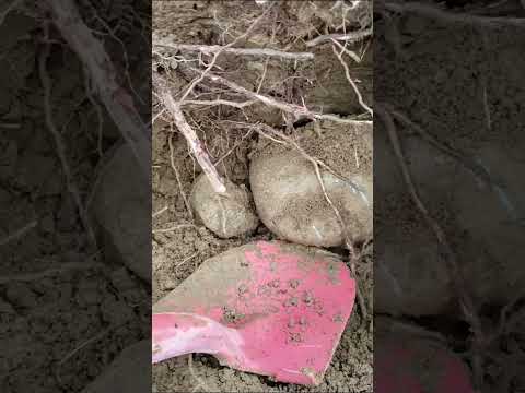 Digging Thru Overburden and Hitting The Old Ancient River Boulders