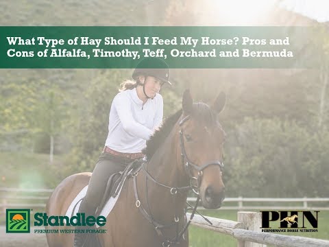 What Type of Hay Should I Feed My Horse?  Pros & Cons of Alfalfa, Timothy, Teff, Orchard and Bermuda