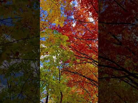 A sky full of autumn leaves #autumn #autumncolors #autumnleaves #shorts #shortsvideo #calm #relax