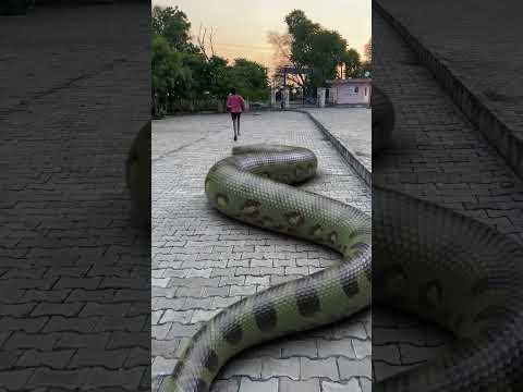 Big Anaconda Snake Attack a Boy #snake #anaconda #shorts
