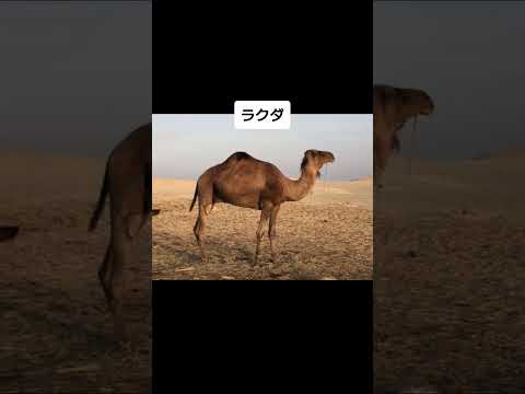 狂犬病に罹った動物 #shorts #wisdom