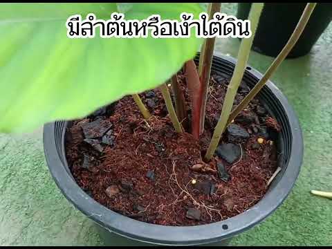 Homalomena Pim Siam Aura ต้นเสน่ห์จันทร์พิมพ์สยามออร่า