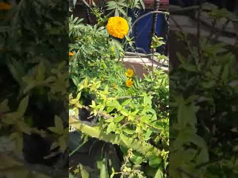 guava tree #shortvideos