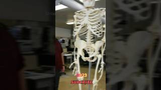 Gigantopithecus 2023 vs 10000bce years ago #gigantopithecus extinct animals #extinctanimals #extinct