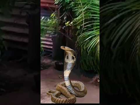 ichadhari Naagin ka video #nagin #naagin7 #vfx #colourstv @Handbasket-tv