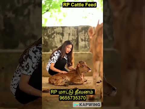 கஷ்டங்களை மறக்க செய்யும் கன்று குட்டி #cattlefeeds #maatutheevanam
